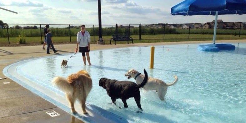 Dogs at the Doggie Dip Event in the Water